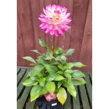 Floral Dahlia Plant